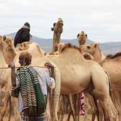 The camel trader of babylon