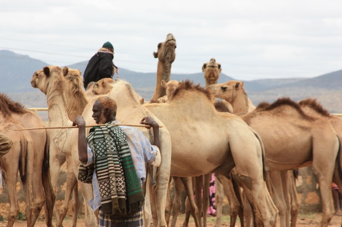 The camel trader of babylon