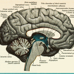 Cerebral aqueduct brain anatomy ventricles